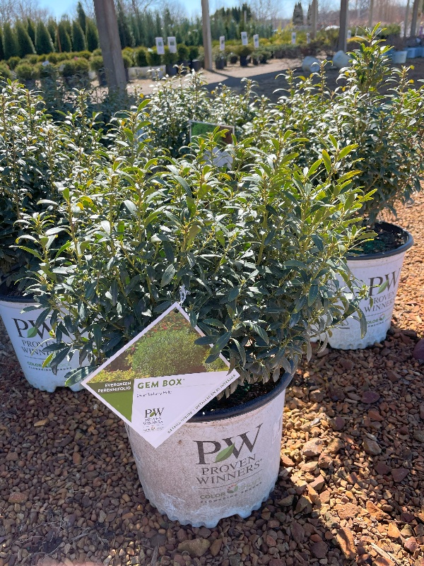 Several potted evergreen shrubs labeled “Gem Box” from Proven Winners are displayed outdoors in a garden center. The plants are green and healthy, growing in white pots with the Proven Winners logo.